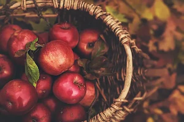 تصویر 2 از خرید و قیمت سیب قرمز مکینتاش + فروش عمده